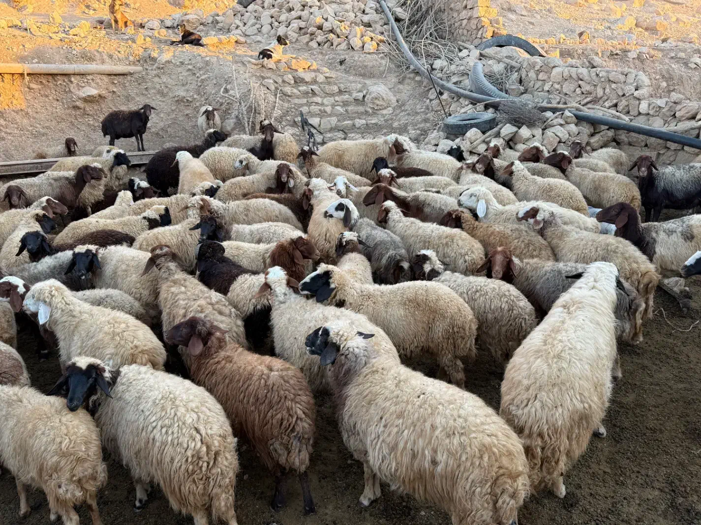 گله گوسفند بعلت تغییر شغل بفروش میرسه|حیوانات مزرعه|هلیلان, |دیوار
