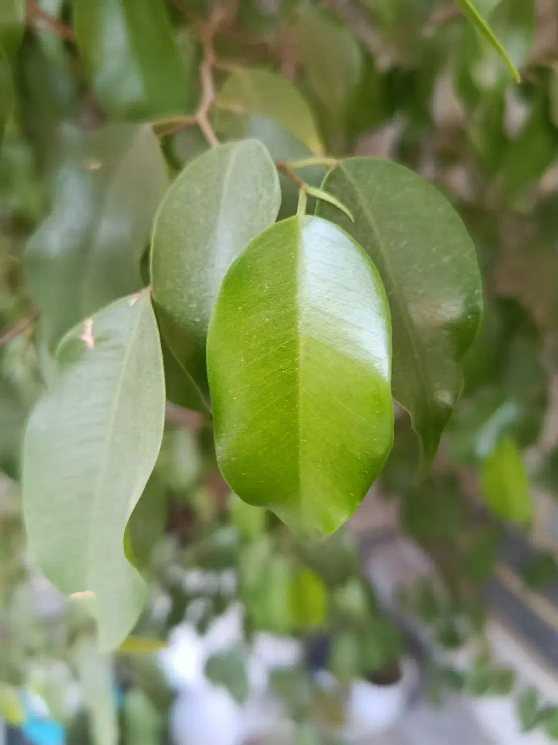 گل بنجامین شاداب و سرحال|گل و گیاه طبیعی|شاهین دژ, |دیوار