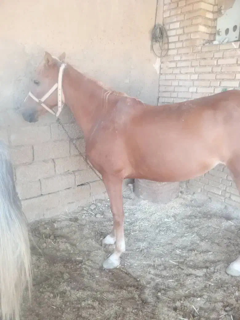 اسب|اسب و تجهیزات اسب‌سواری|حمیدیه, |دیوار