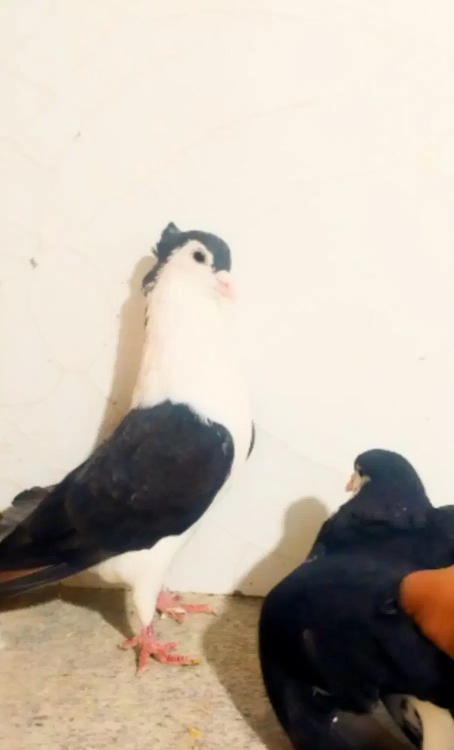 کبوتر رنگه و آلمانی سار، ساده، سفید|پرنده|نصر آباد, |دیوار