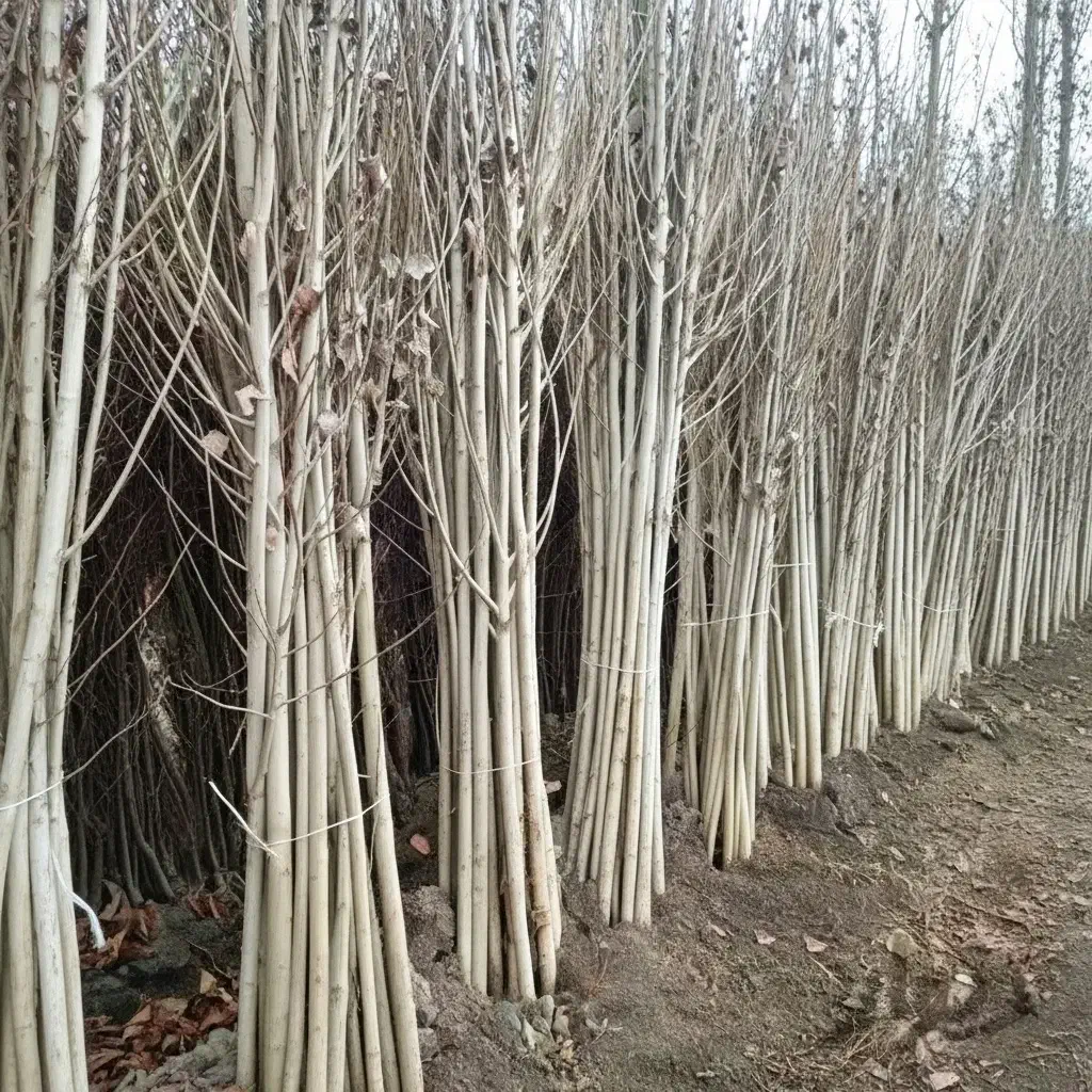 نهال سپیدار برای مناطق سردسیر|گل و گیاه طبیعی|تکاب, |دیوار