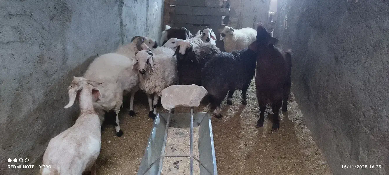 فروش گوسفند|حیوانات مزرعه|مهریز, |دیوار