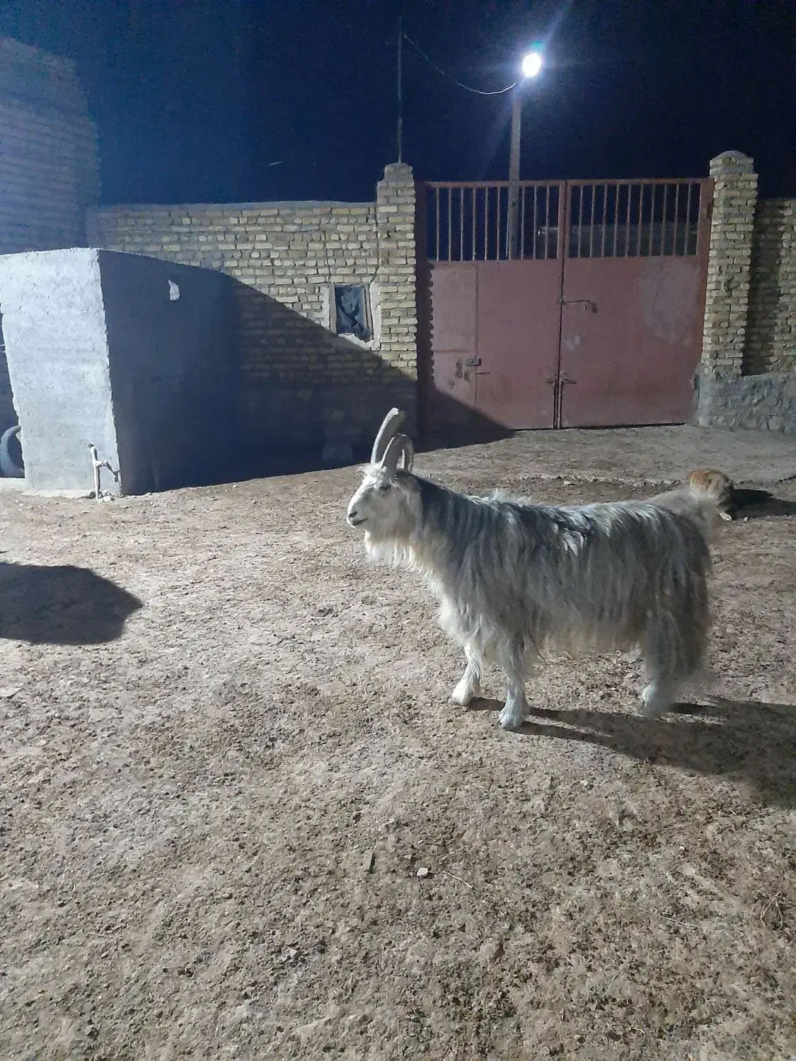 تکه جلو رو ۴ ساله|حیوانات مزرعه|قوچان, |دیوار