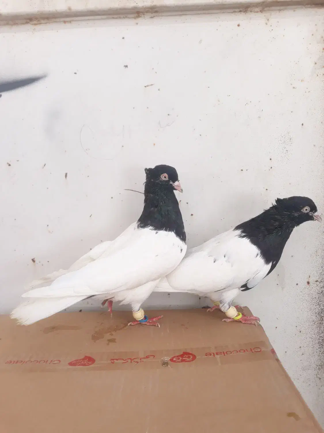 فروش جفت کله سیاه یاهمون کله اهوازی|پرنده|کارون, |دیوار