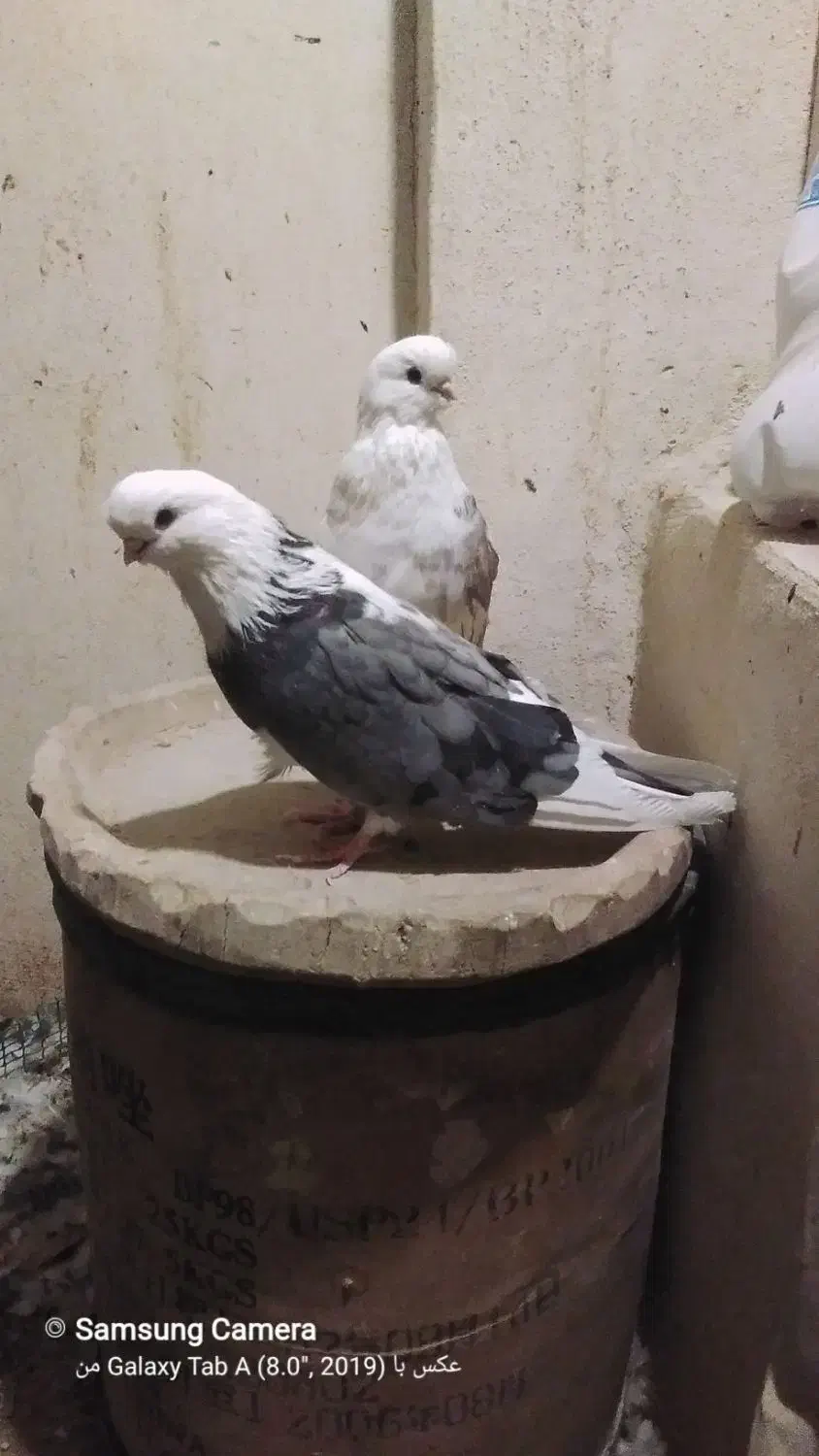 کبوتر دوکت نوک قنار|پرنده|تهران, مختاری|دیوار