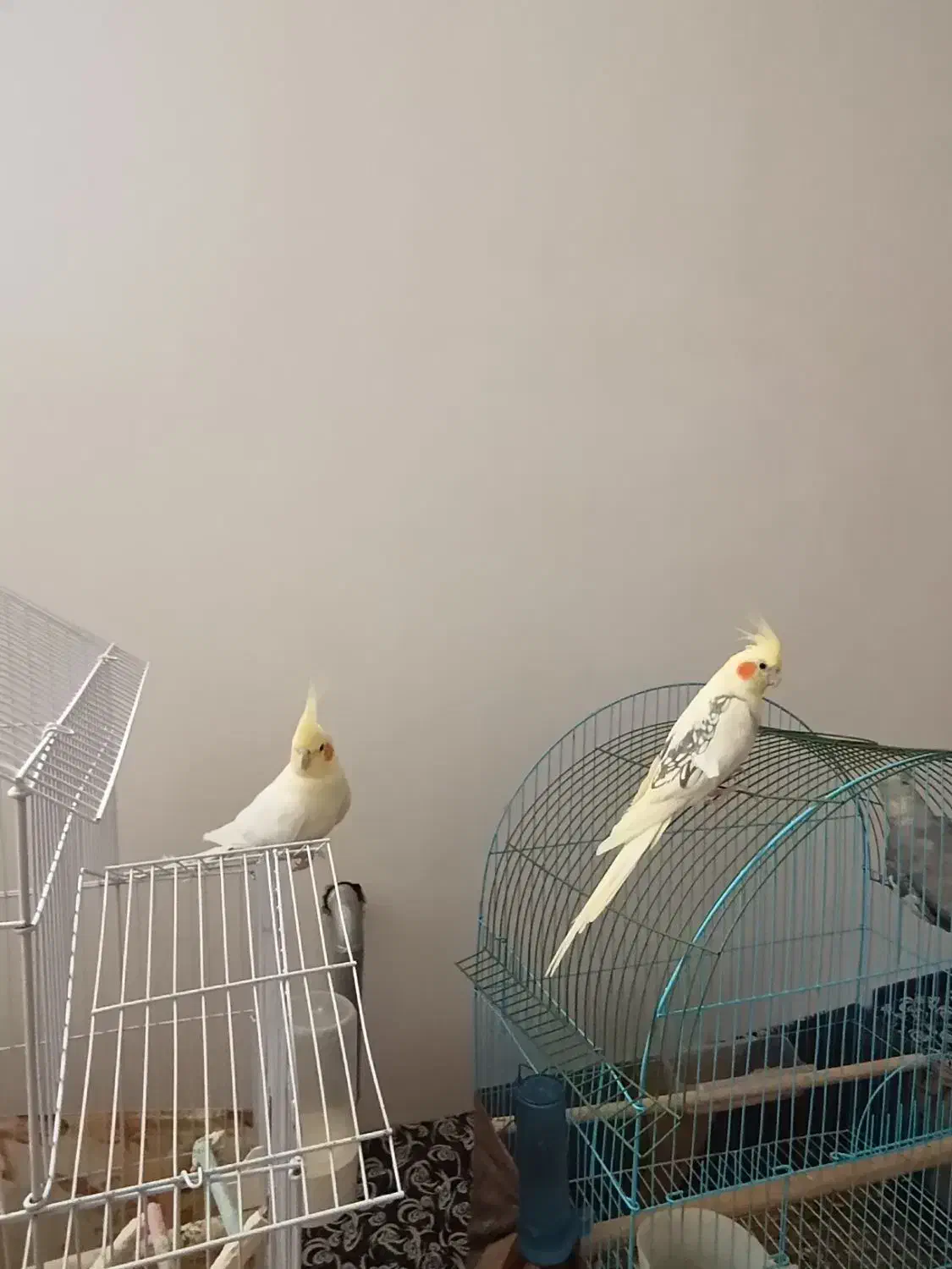 عروس هلندی یه ساله|پرنده|سلماس, |دیوار