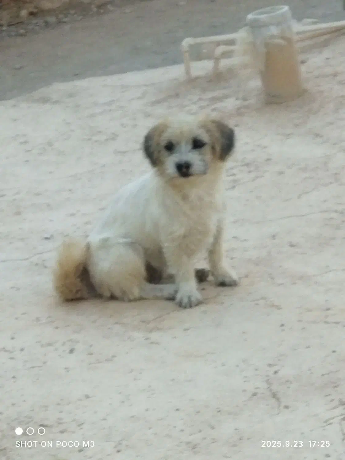 فروش|سگ|فلارد, |دیوار