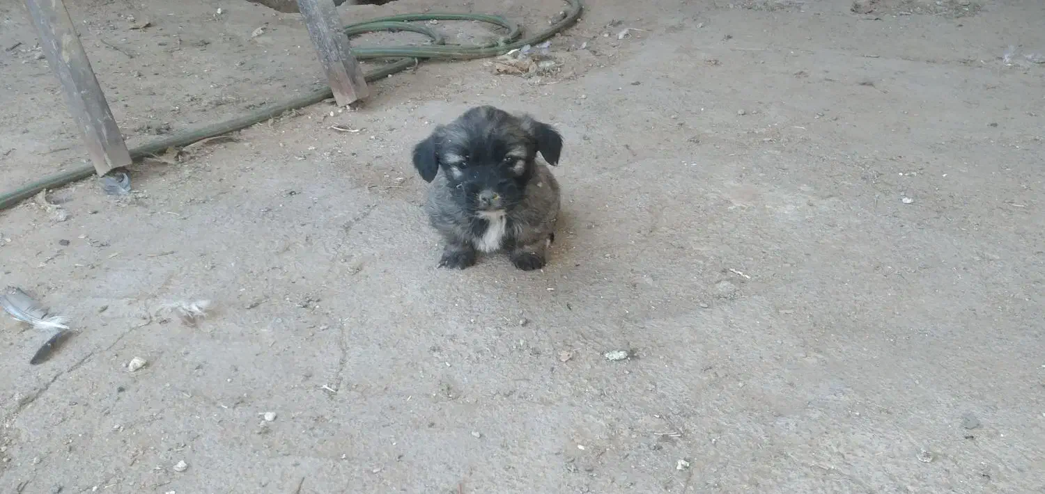 توله شتیزو|سگ|تربت جام, معدآباد|دیوار