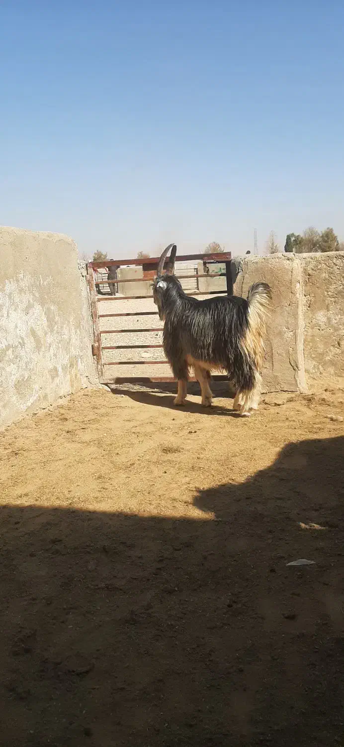 کهره بذری شاخ جفت|حیوانات مزرعه|شیراز, کوشک بیدک|دیوار