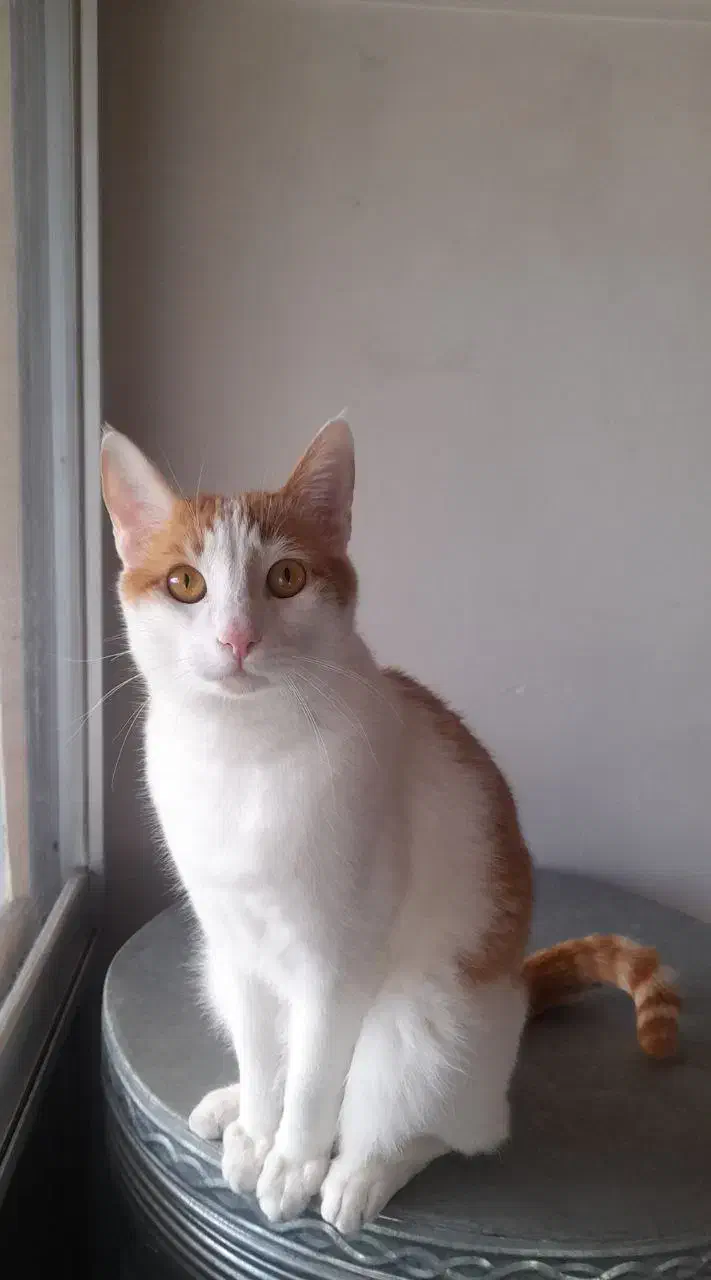 گربه|گربه|رودسر, |دیوار