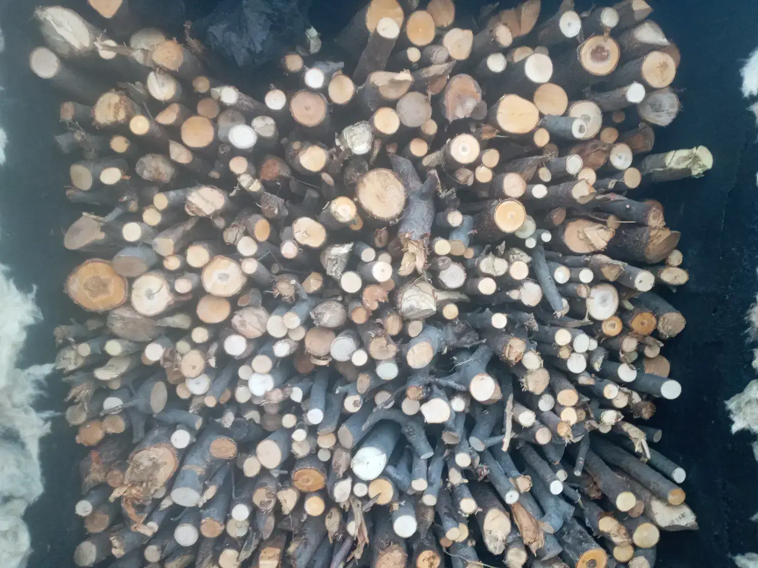 ذغال سیب قلم|عمده‌فروشی|مشگین شهر, |دیوار