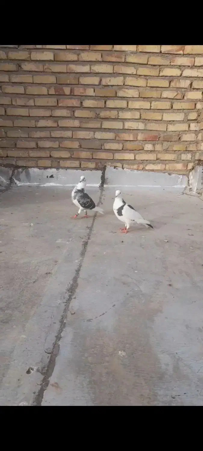 جفت ابلغ سیا و سبز|پرنده|تربت جام, علوی|دیوار