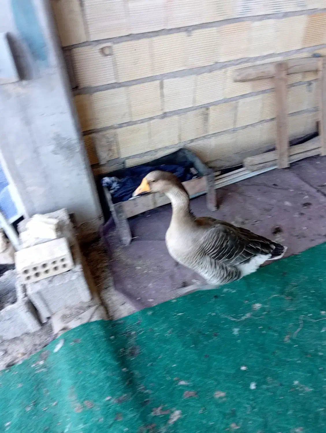 فروشغازوخروس|حیوانات مزرعه|بندر امام خمینی, |دیوار