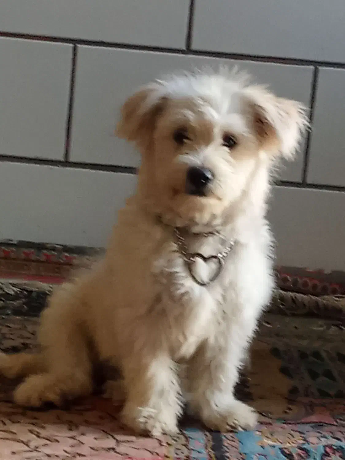 توجه  توجه  توله سگ آپارتمانی|سگ|فیروزآباد (فارس), |دیوار