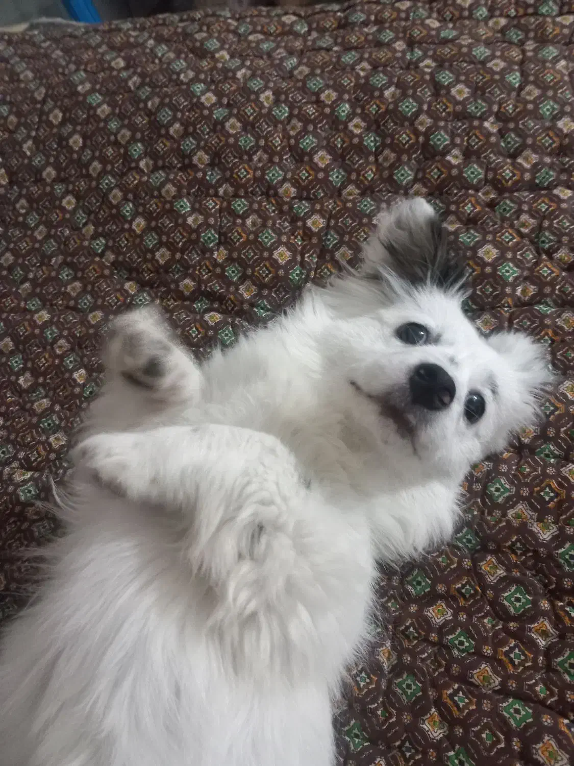 شیزوماده|سگ|لولمان, |دیوار