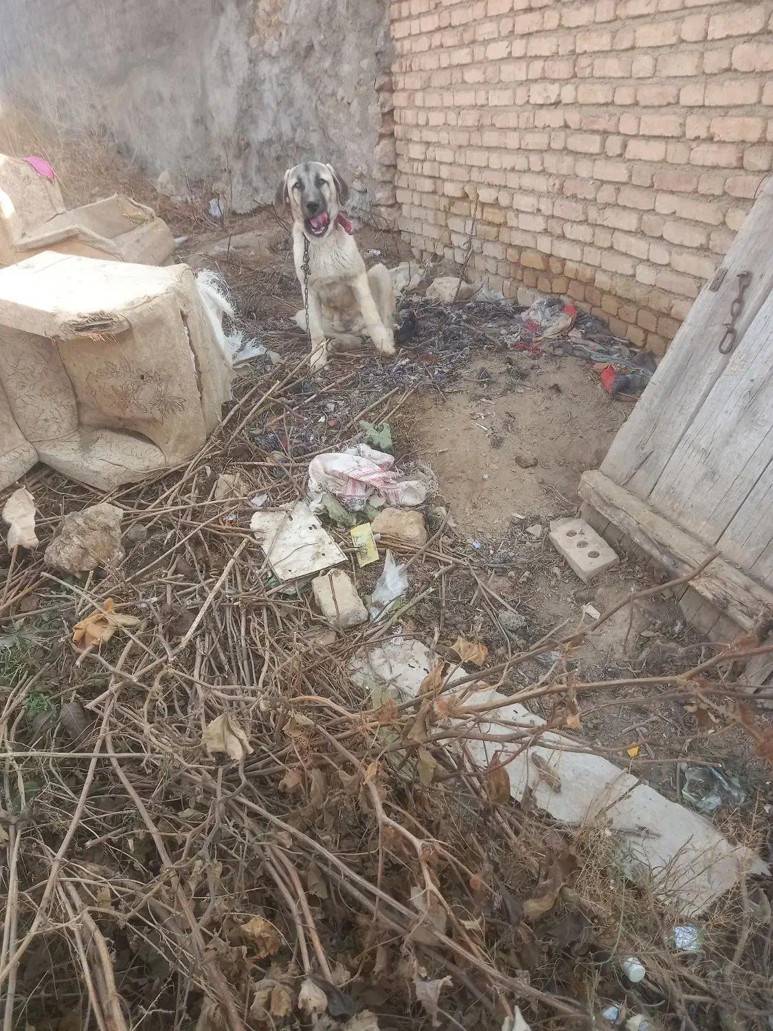 سگ سرابی اصل|سگ|ایجرود, |دیوار