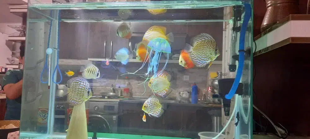 آکواریم شیشه خم شرکتی درحد|ماهی|رباطکریم, رباطکریم|دیوار