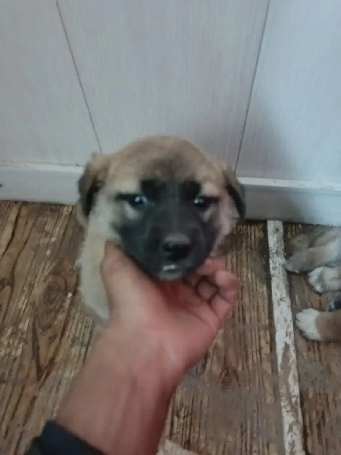 توله سگ دوماه|سگ|اهر, |دیوار