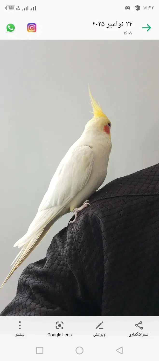 عروس هلندی|پرنده|جوانرود, |دیوار