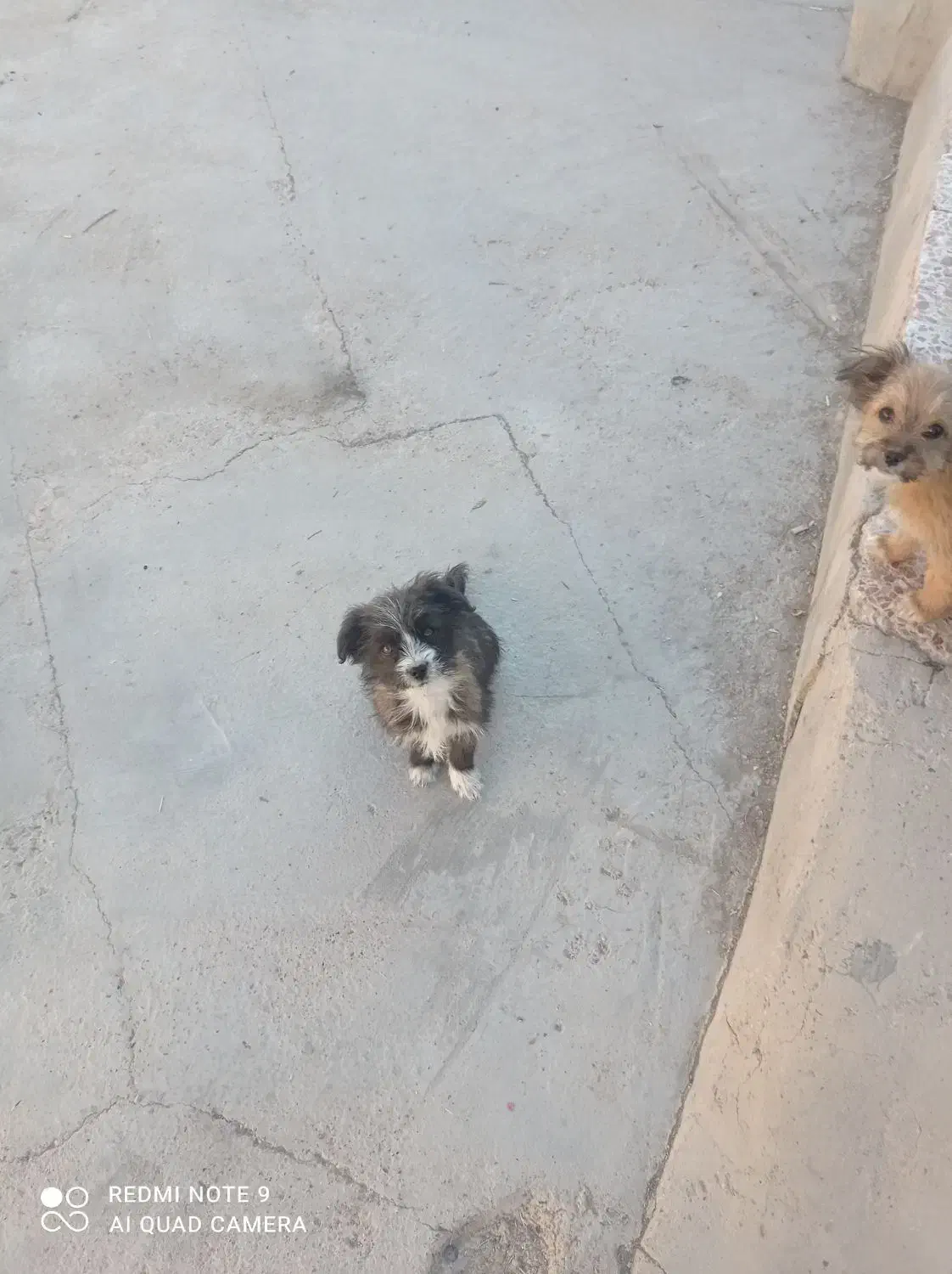 توله های میکس تریر و پامر|سگ|دامغان, |دیوار