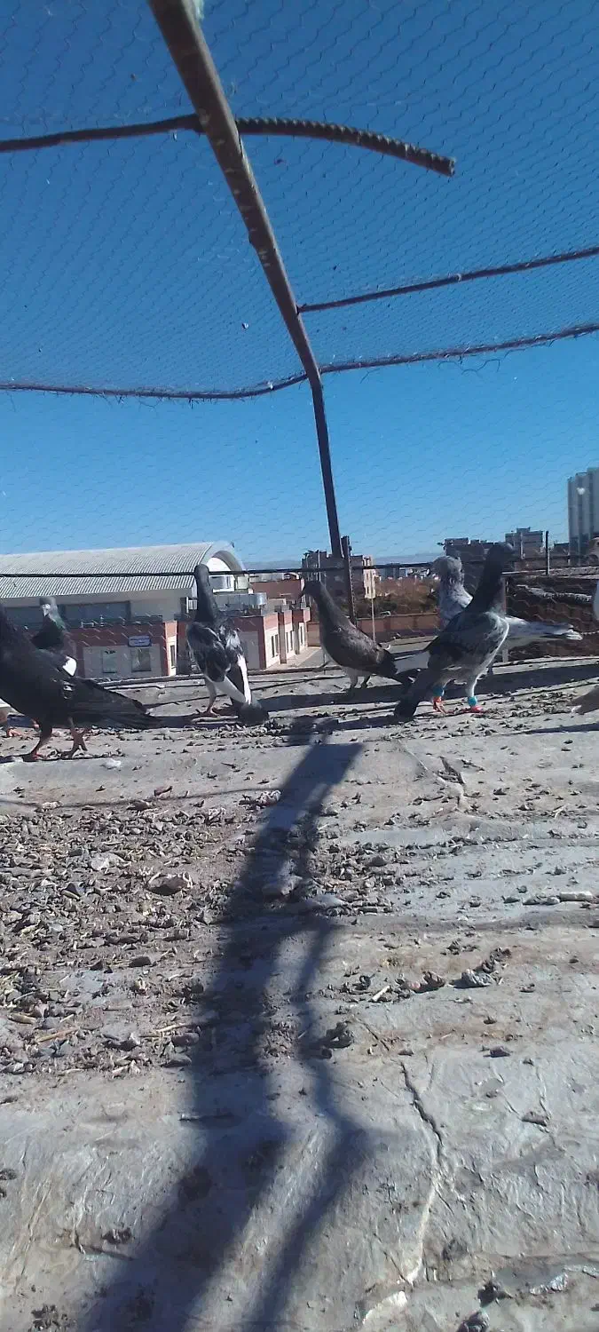 3عددیهودی|پرنده|جلگه ماژان, |دیوار