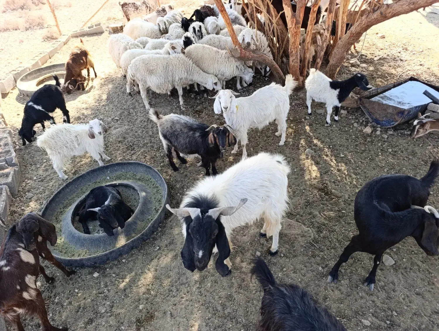 سلام ودرود فروش فوری تعداد55راس،بزصلاله اصل ومیش|حیوانات مزرعه|حاجی آباد, |دیوار