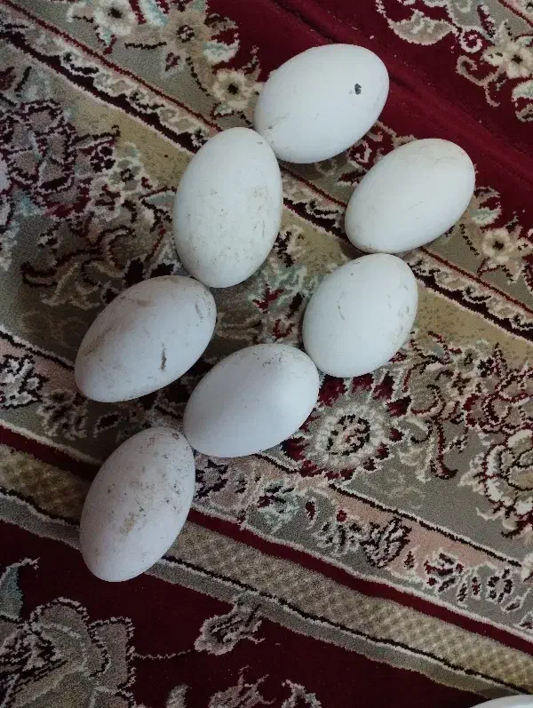 تخم بط|حیوانات مزرعه|زابل, |دیوار