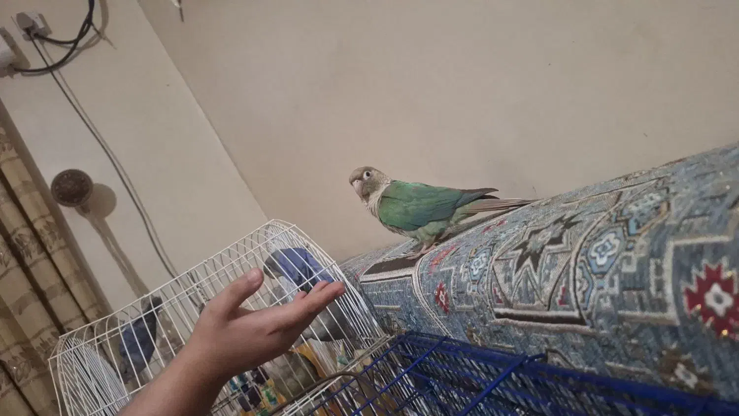 سلام این طوطی|حیوانات|خرمشهر, |دیوار