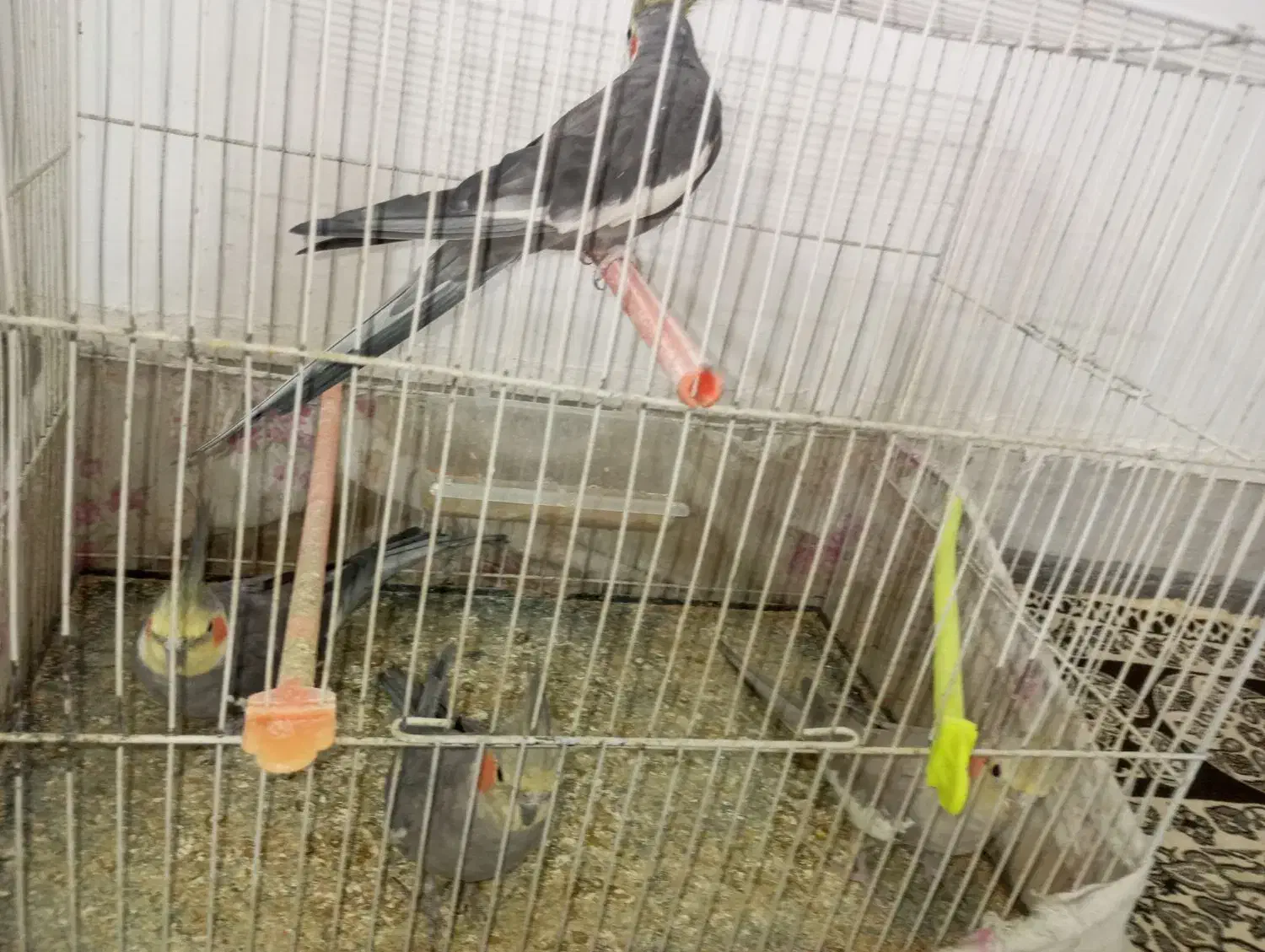 عروس هلندی|پرنده|مشهد, بهمن|دیوار