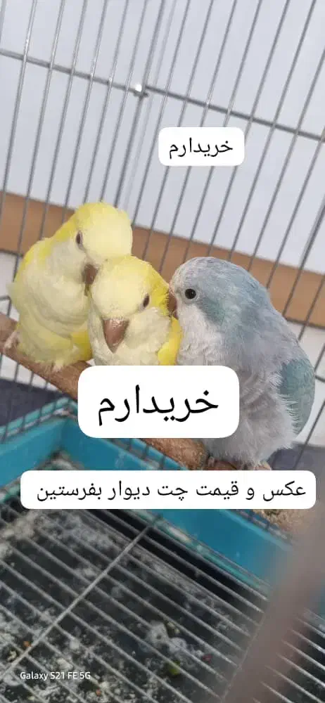 طوطی،راهب ،ملنگورنگی،کاسکو|پرنده|شیراز, میانرود|دیوار