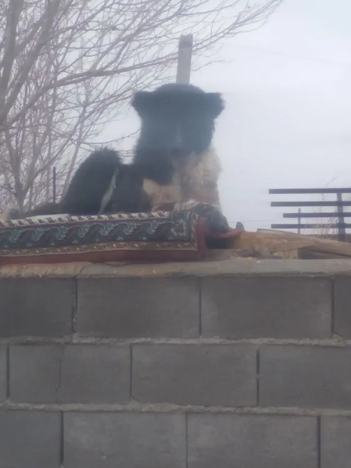 سگ لاس|حیوانات|اصفهان, ارغوانیه|دیوار