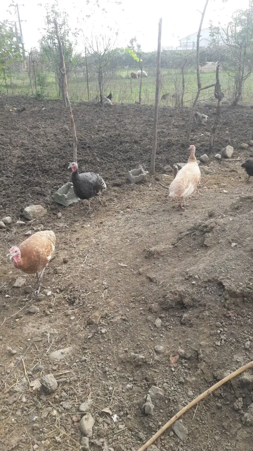 بوقلمون آوردک اسراعیلی|حیوانات مزرعه|تالش, جوکندان|دیوار