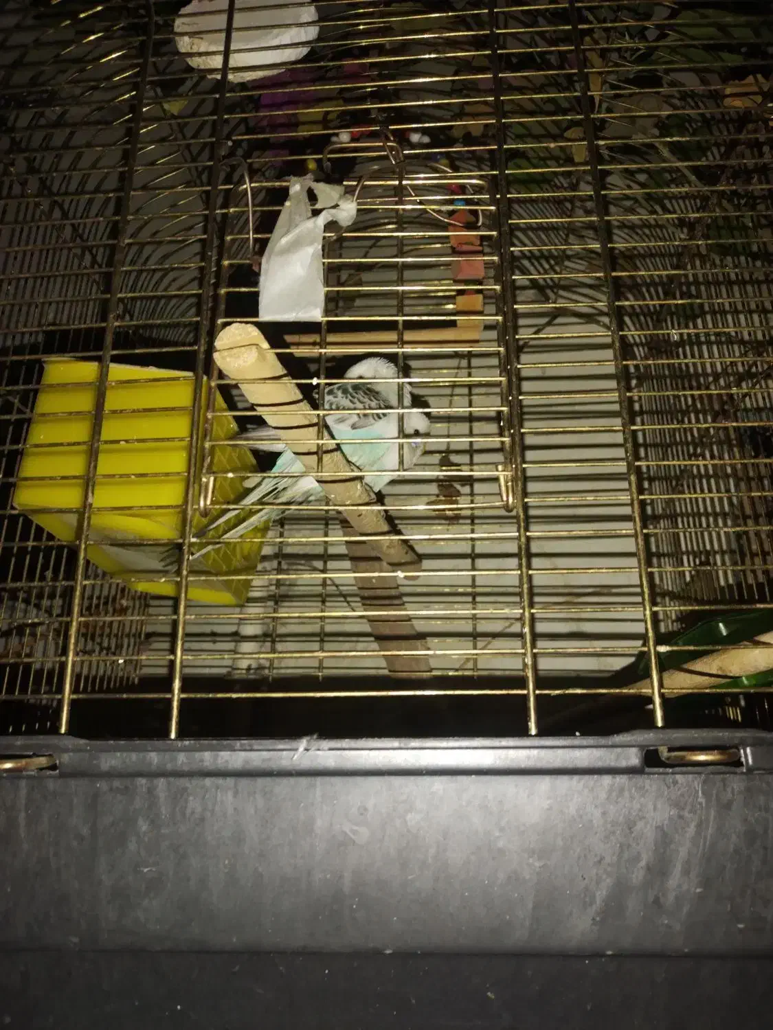 مرغ عشق|پرنده|تهران, باغ خزانه|دیوار