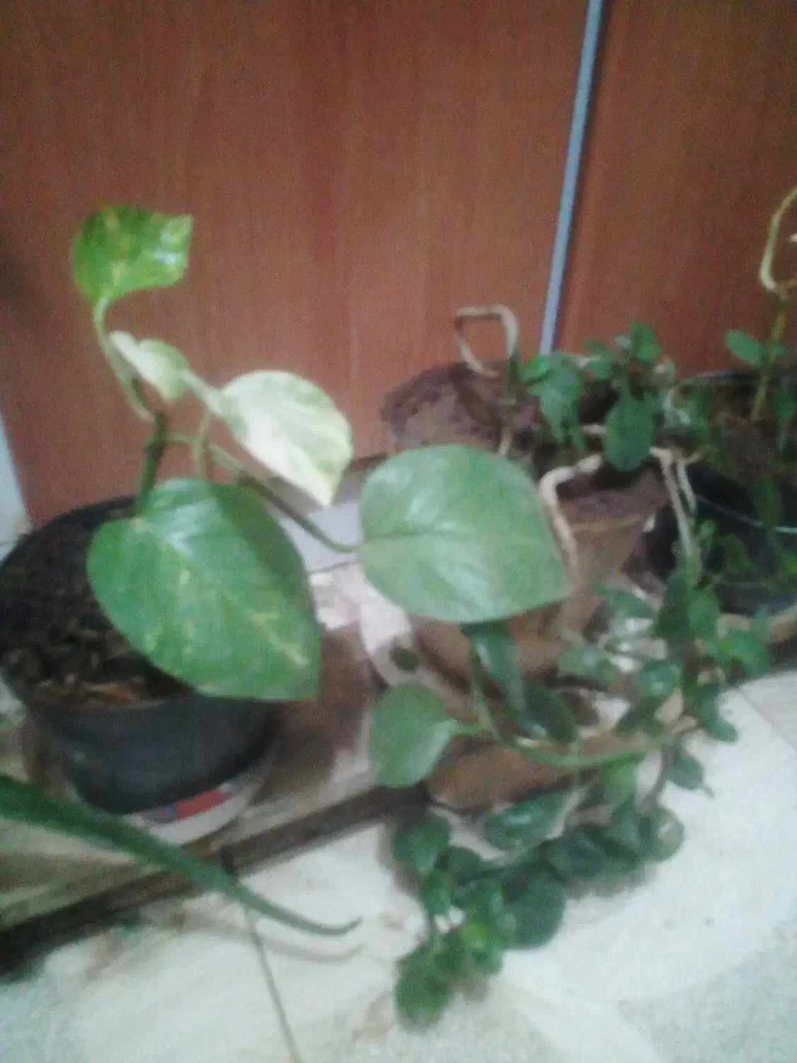 گل و گیاه|گل و گیاه طبیعی|اصفهان, قائمیه|دیوار