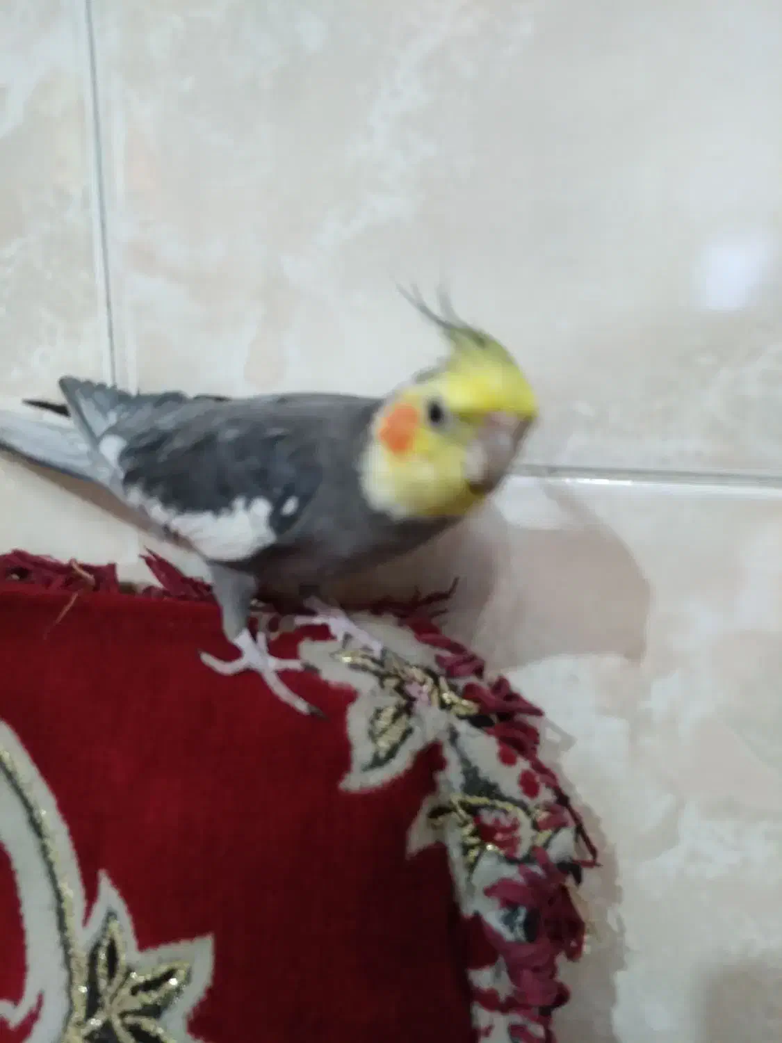 طوطی گمشده|پرنده|الوند, |دیوار