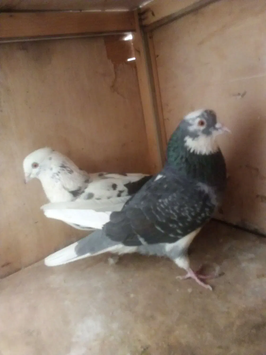 کفترپرشی|پرنده|تهران, یاخجی آباد|دیوار