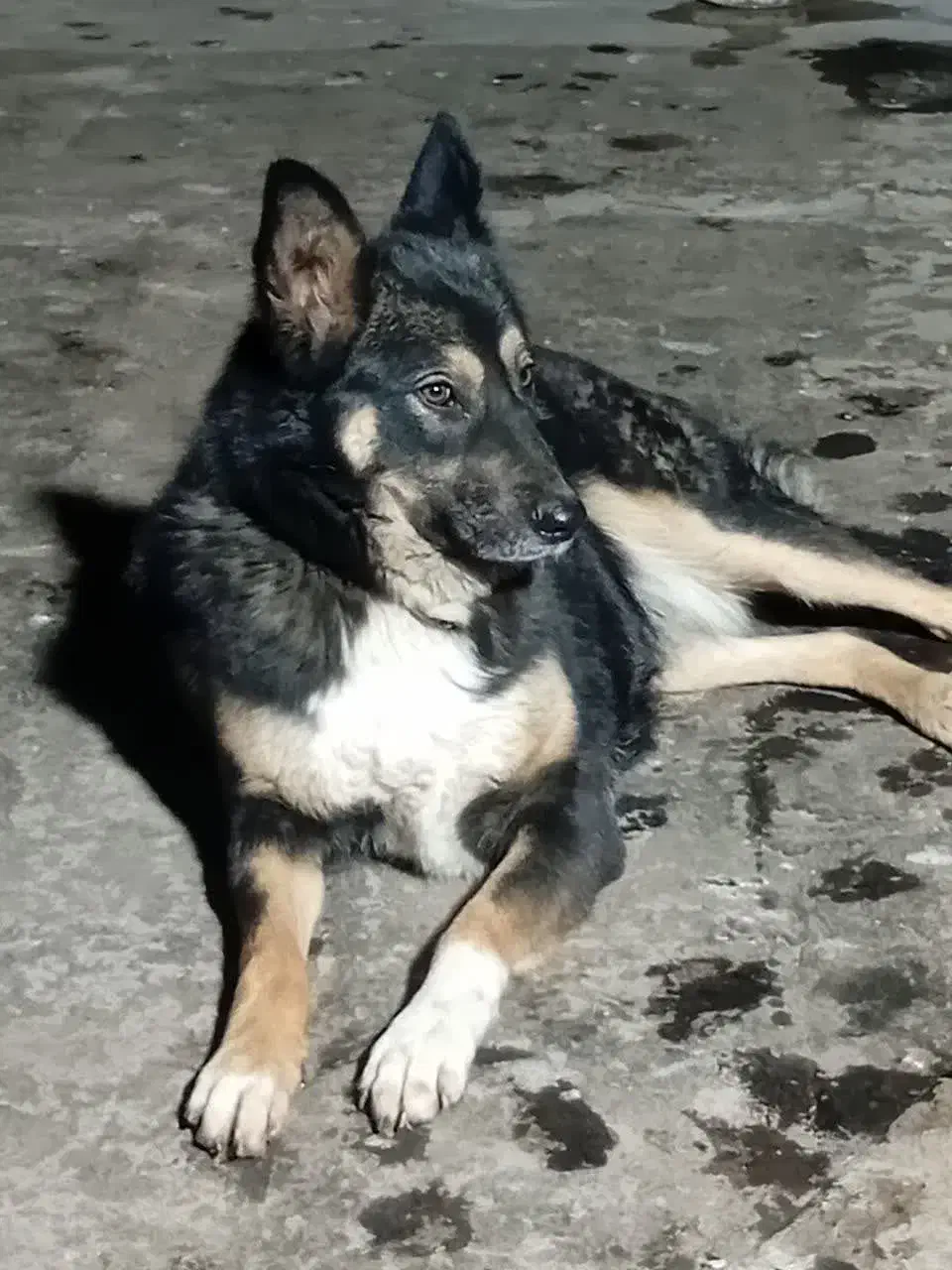 سگ ژرمن|سگ|تربت‌حیدریه, شهرک ولیعصر|دیوار