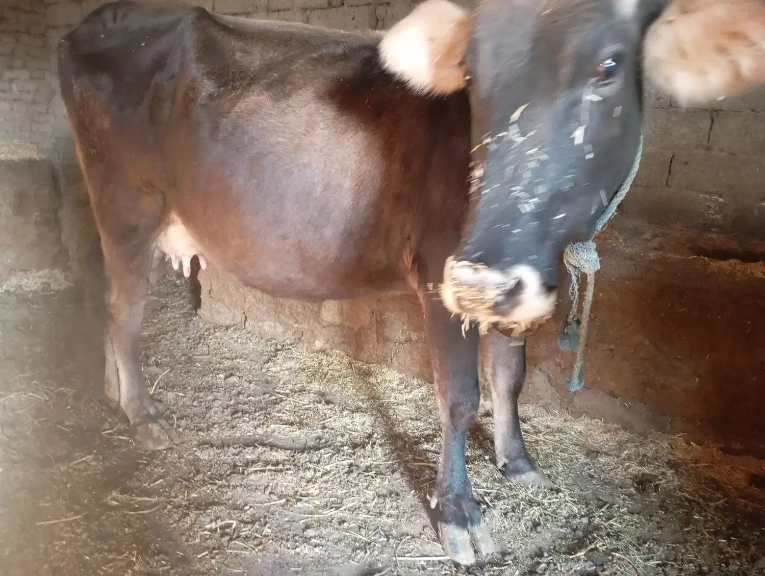 کشاورزی|حیوانات مزرعه|محمدبار, |دیوار