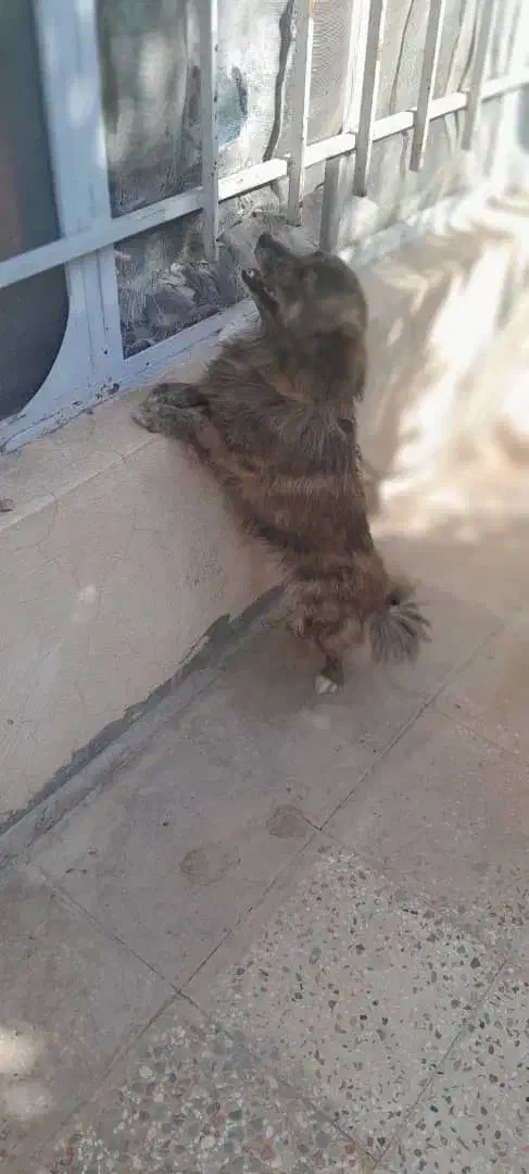 سگ.|سگ|مرودشت, ابوذر شمالی‎|دیوار