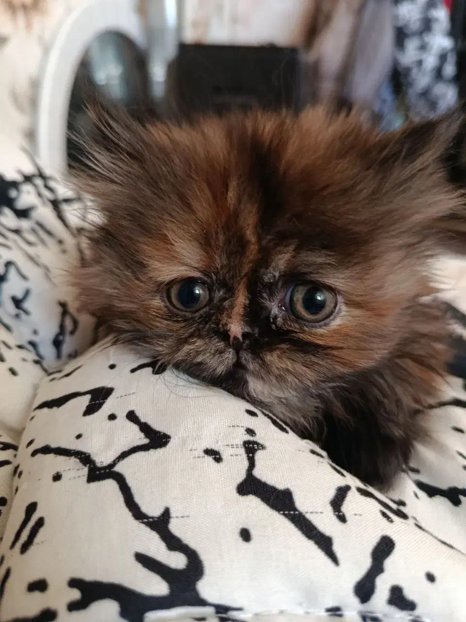 واگذاری پرشین چین چیلا|گربه|اصفهان, مرداویج|دیوار