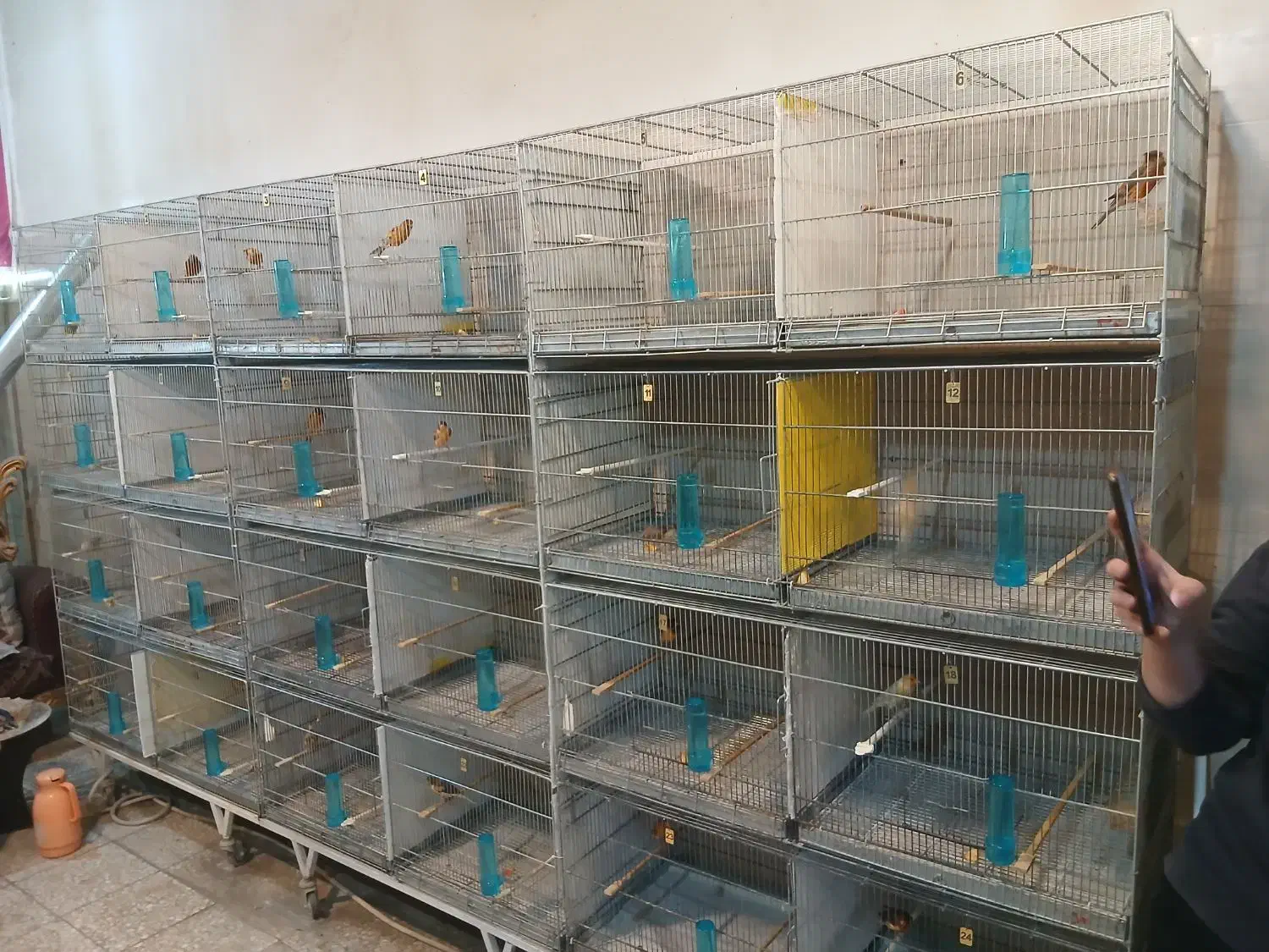 قناری نرتک ،ماده تک ،جفت شده نروماده مست مست|پرنده|ملایر, |دیوار