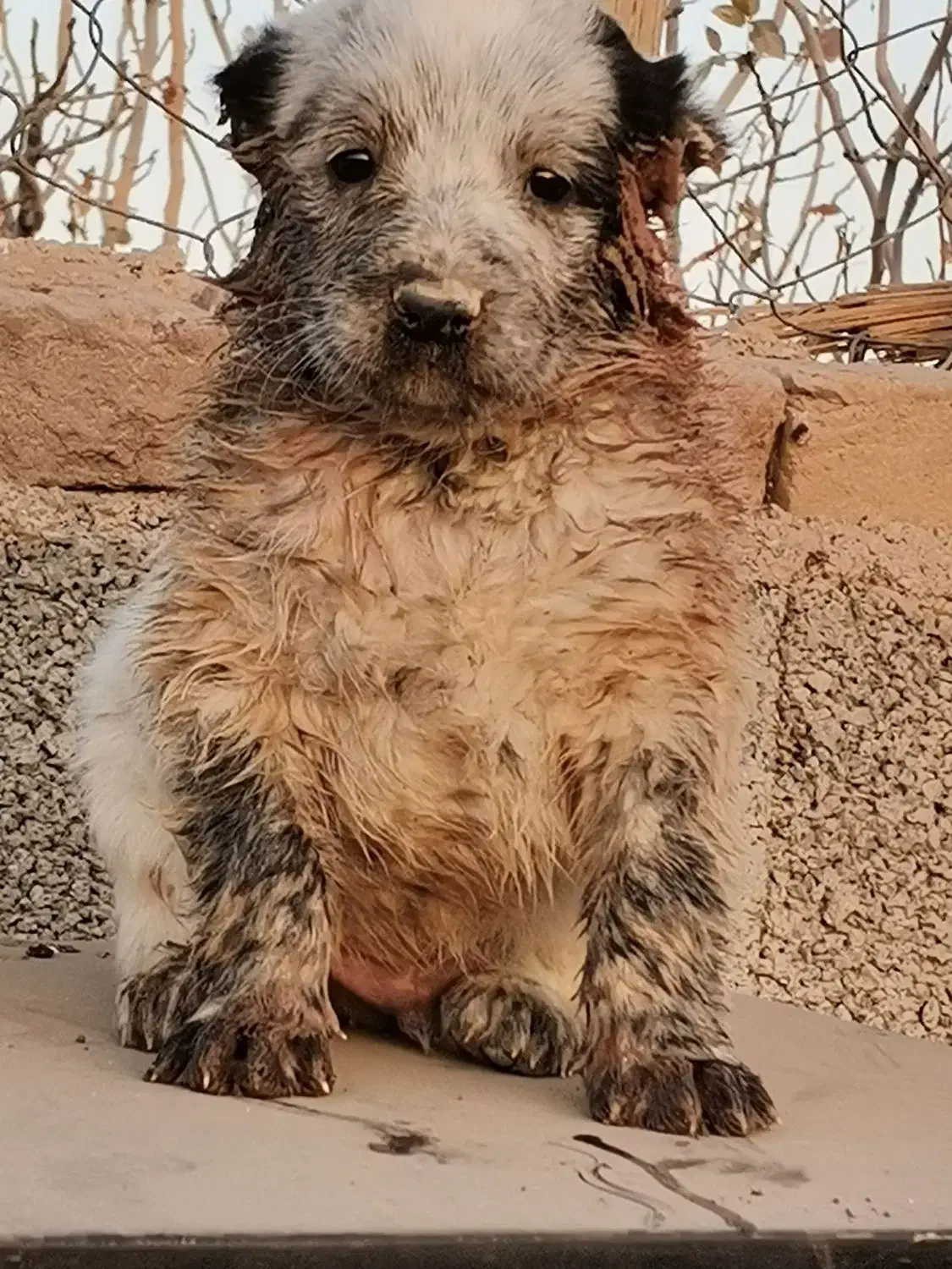 توله سگ افغان اصل|سگ|کرمان, |دیوار