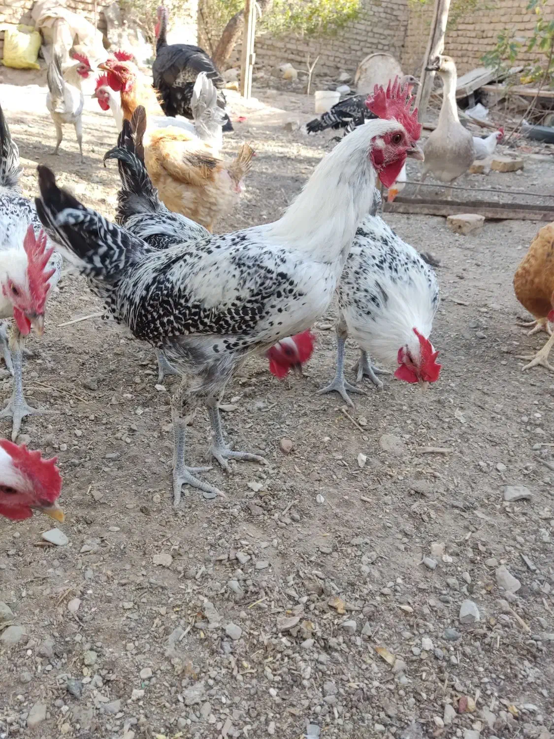 خروس|حیوانات مزرعه|تربتحیدریه, شهید بهشتی|دیوار