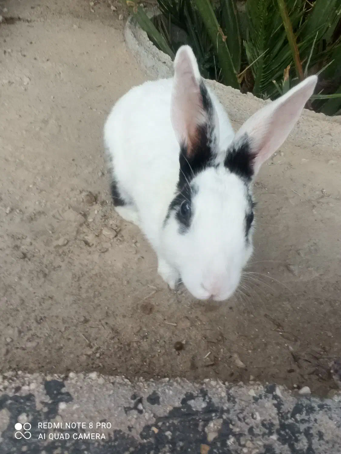 خرگوش اهلی|موش و خرگوش|بوشهر, |دیوار