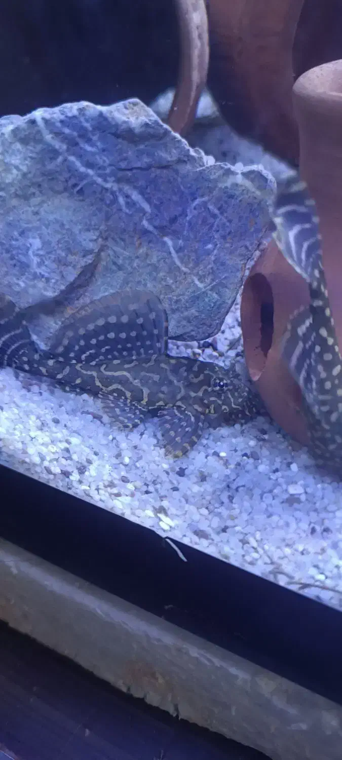 لجن خوار اسپورت|ماهی|کرمان, |دیوار