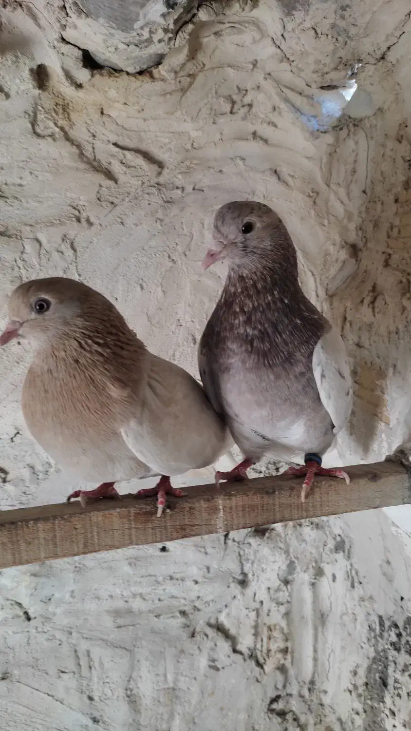 دو عدد کبوتر پرشی زردی و سرور نر و ماده خارجی|پرنده|بهارستان, |دیوار