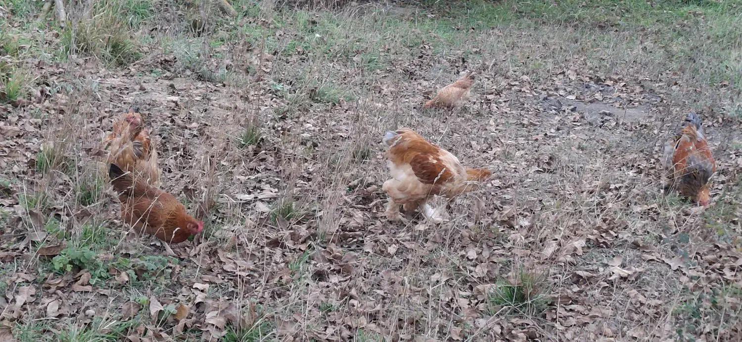 خروس ۶ ماهه امپراطور|حیوانات مزرعه|رودبار, |دیوار