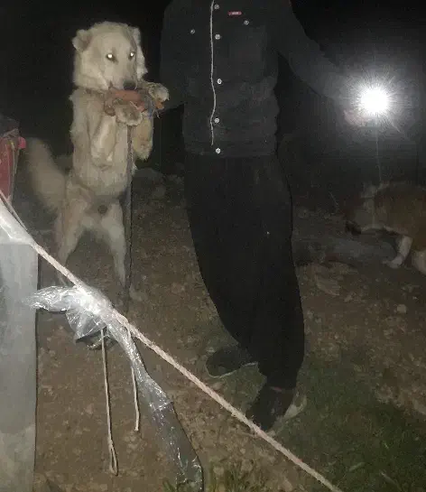 سگ بیابونی|سگ|ارژن, |دیوار