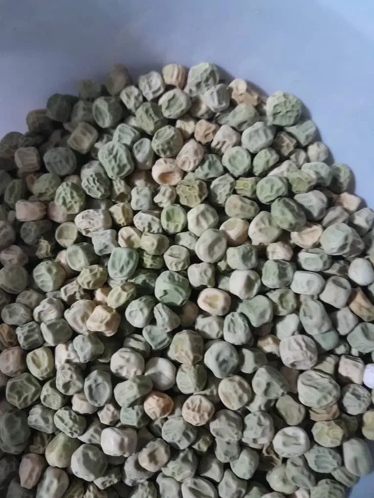 بذر نخود فرنگی|خدمات باغبانی و درختکاری|تنکمان, |دیوار