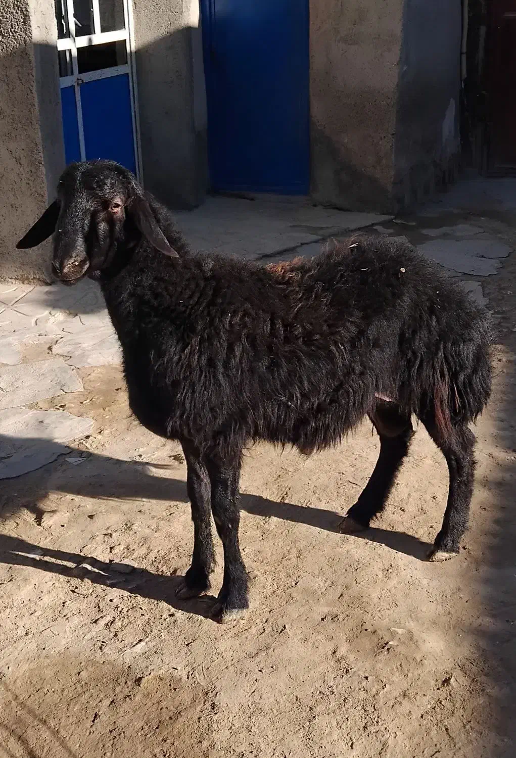 بره قوچ|حیوانات مزرعه|سردرود, |دیوار